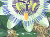 ӂ̃gPC