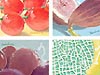 juice-Q2